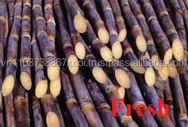 Caña de azúcar fresca orgánica de Vietnam - Product Image 5