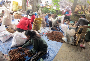 Noix de Malva séchées/Scaphium Affine à prix avantageux - Product Image 2
