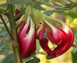 Sesbania Grandiflora/ Flor de Sesbania Grandiflora FESTIVIDAD - Product Image 1