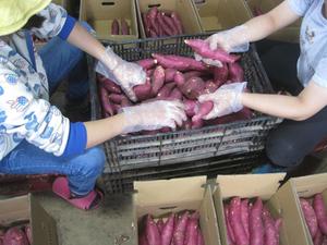 PATATE DOUCE FRAICHE - ORIGINE VIETNAM MEILLEUR PRIX//WhatsApp: Mme Pinky (+84) 35 9268 345 - Product Image 4