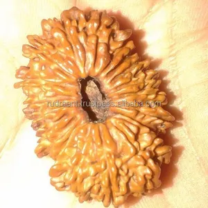 21 Mukhi/Face Nepal Collector Edition Rudraksha