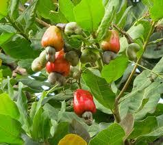 เม็ดมะม่วงหิมพานต์/เม็ดมะม่วงหิมพานต์เวียดนาม - Product Image 2