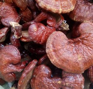 Nấm Linh Chi khô nguyên chất cao cấp từ tỉnh Côn Lôn, Trung Quốc, đường kính khoảng 10cm, dùng làm trà & thực phẩm bổ sung - Product Image 3