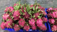Hoogwaardige Dragon Fruit / Rode Dragon Fruit Beste Prijs Vietnam