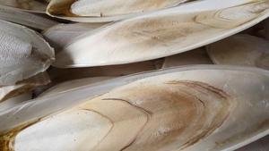 Venta caliente hueso de sepia seca/Sepia de fábrica - Product Image 6