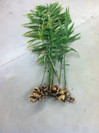 Gingembre congelé Global Gap au Viet Nam - Product Image 3