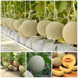 น้ำแตงโมคุณภาพสูง - แตงโมน้ำผึ้ง ราคาแข่งขัน แตงโมจากเวียดนามสำหรับส่งออก - Product Image 2