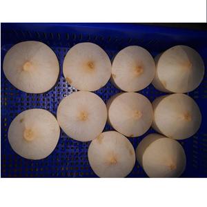 FOURNISSEUR FRAIS DIAMANT FORME DE NOIX DE COCO AVEC BONNE QUALITÉ ET PRIX CONCURRENTIEL - Product Image 1