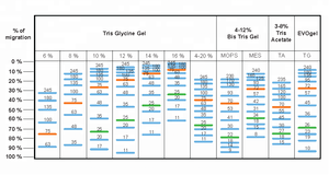 BLUeye_10ไปยังบันไดโปรตีนพรีสเทน245 KDA (เป็นกลุ่มมี OEM) 250uL X 2/แพ็คเจลซับ - Product Image 3