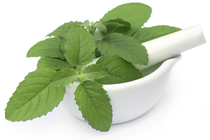 Huile d'ocimum basilicum de qualité supérieure certifiée GMP, pure, distillée à la vapeur (arbre à thé et basilic), pour usage cutané, prix compétitif, Inde - Product Image 3