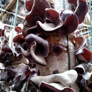 HONGOS NEGROS 100% NATURALES 2024 - Product Image 2