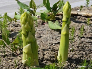 Ferme d'asparagus du Vietnam en 2020 - Product Image 2