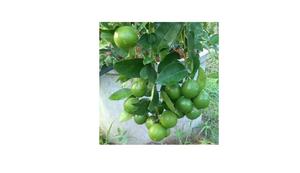 มะนาวไร้เมล็ดสดจากเวียดนาม - Product Image 5