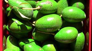 Aguacate Fuerte Fresco, Aguacate Hass/Aguacate Hass, Aguacate Fuerte disponible a precio muy económico - Product Image 3