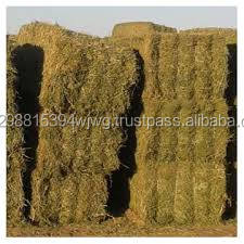 หญ้าอัลฟัลฟาออร์แกนิก/หญ้าอัลฟัลฟาแห้ง/เม็ดหญ้าอัลฟัลฟาสำหรับอาหารสัตว์ - Product Image 2