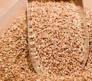 Trigo Orgánico Premium Secado al Sol para Molienda y Alimentación, Semillas de Trigo Grado AA, Granos de Trigo Blandos y Duros, 24 Meses de Duración - Product Image 3