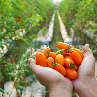 Magic Gro Plus Organischer Umweltfreundlicher Dünger-Pulver mit Mikroben 2 Jahre Haltbarkeit für Tomatenanbau