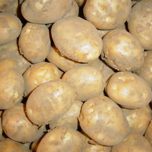 Patata fresca 100% orgánica de vietnam - Product Image 1