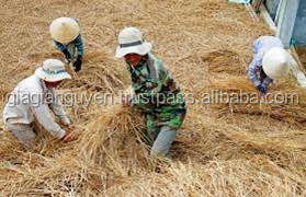 Comida de sangre para alimentación de vaca Vietnam Farmer Alta calidad 3-4% Proteína cruda 60% Fibra Humedad 60% - Product Image 2