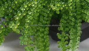 Las uvas de mar/UMIBUDO algas/salado SEWEED/CAVIAR verde - Product Image 2