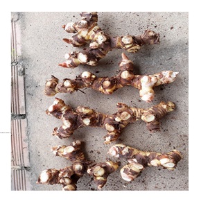 Galangal root, calidad superior, para cocinar - Product Image 1
