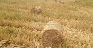 Paille d'équilibre pour le riz, paille pour nourrice de vache, fermier vietnamien de haute qualité - Product Image 4