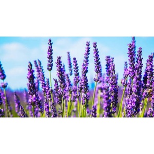 Aceite Esencial de Lavanda Orgánico Certificado, Hidratante Antienvejecimiento, Certificado COA/MSDS/ISO, Forma Líquida, Proveedor Mayorista para Todos - Product Image 4