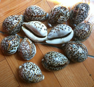 Vente en gros de coquillages d'ormeau Coquillage marin de haute qualité pour l'art et la décoration - Product Image 3