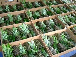 สับปะรดสด - Product Image 6