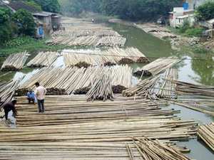 Natural High Quality <b>Bamboo</b> Poles Sale - Product Image 5