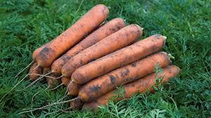 Nuevo cultivo de zanahoria fresca (Tel/ whatsapp/ viber/ kakao talk: 0084 989 322 607) - Product Image 2