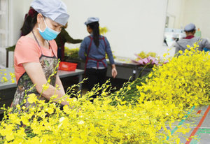 กล้วยไม้สด/Oncidium gower ramsey 'yellow' บริสุทธิ์ '/oncidesa