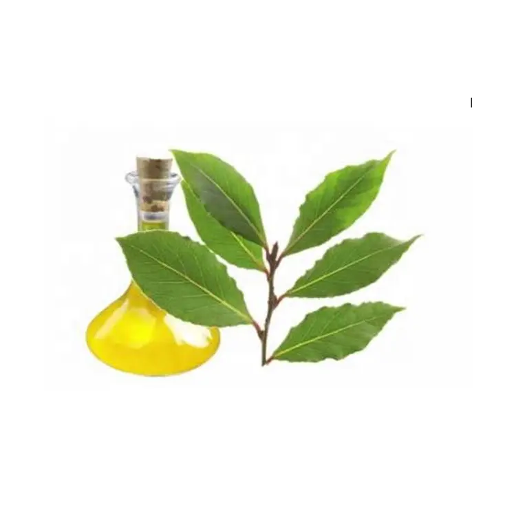 100% Pure and Natural Bay Leaf Essential Oil Help to Reduce Cholesterol Level Available Cheap Rate Bulk Sale