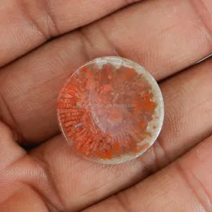 Red Horn Coral 22mm Round Cabochon 23.55 cts loose gemstone for jewelry IG11446