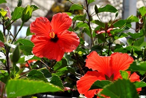 ดอกชบาแห้งธรรมชาติ - Product Image 5