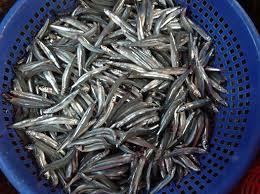 Anchois de poisson séché 100% naturel avec un prix compétitif - Product Image 6