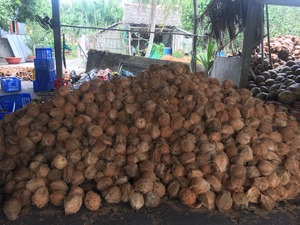 มะพร้าวอบแห้งรับรองมาตรฐาน HACCP ราคาดีที่สุด จาก VIET DELTA อุตสาหกรรมเวียดนาม อายุการเก็บรักษา 24 เดือน สำหรับผู้นำเข้า - Product Image 4