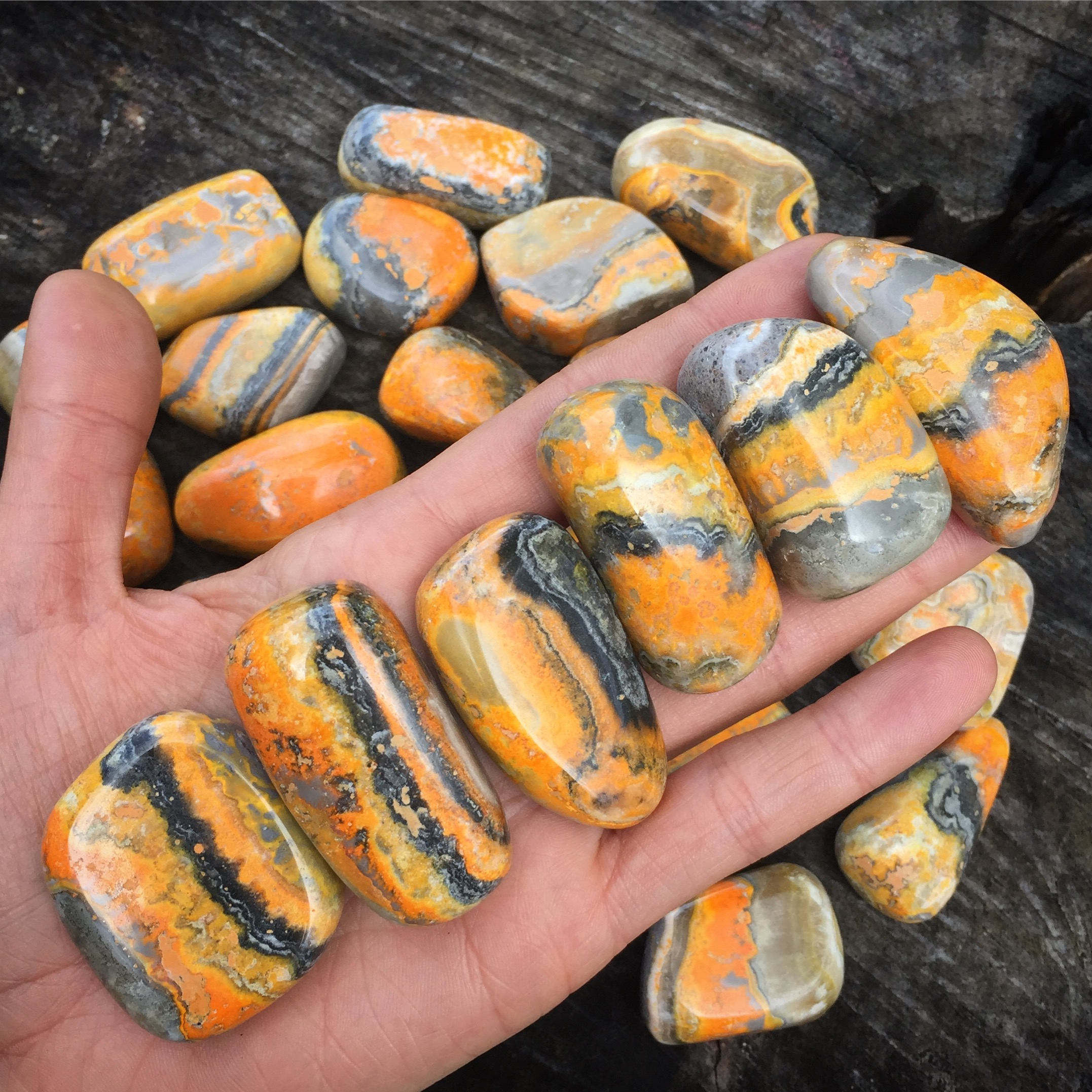 ผึ้งบัมเบิลบี