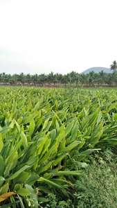ผงนมสำเร็จรูปผสมสารสกัดสมุนไพรขมิ้นชัน ช่วยเสริมภูมิคุ้มกัน บรรจุขวด/ถัง - Product Image 3
