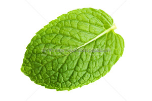 Meilleur prix Menthe - Product Image 3