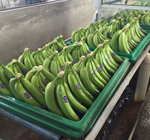 Plátano fresco para venta al por mayor, 2020 Ms, vacaciones - Product Image 2