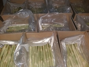 TOP'S-caña de azúcar fresca de Vietnam - Product Image 3
