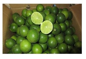 LIMÓN/LIMA FRESCO SIN SEMILLAS A BAJO PRECIO CON LA MEJOR CALIDAD - Product Image 5