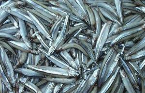 Anchois/Nethili séchés de qualité supérieure pour l'exportation - Product Image 5