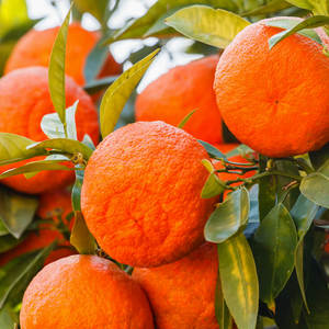 Aceite Esencial de mandarina fresco, aceite esencial 100% puro y Natural para una piel radiante a buen precio - Product Image 3