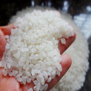 HIGH QUALITY 5% Broken CALROSE MEDIUM GRAIN <b>RICE</b> FRESH Vietnam | JANE LEE +84968234538 Double Polish Export Standard - Product Image 1