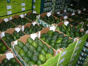 Avocats Hass et Fuerte frais de qualité supérieure en provenance d'Afrique du Sud, en vrac, à vendre - Product Image 4