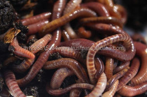 การติดฉลากส่วนตัว1lb 2lb 3lb 5lb 11lb แพคเกจจำนวนมากแห้ง Mealworm - Product Image 6