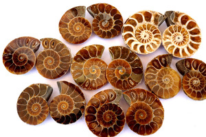 India mercado caliente amonita piedra preciosa suelta cabujón suelto Natural piedra preciosa semipreciosa Jems piedra preciosa precio - Product Image 3