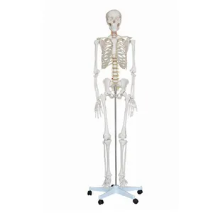 180 cms Human Life Size Skeleton Model